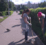 Жители города Унеча готовятся к празднованию Дня города и Дня железнодорожника - Унечская газета