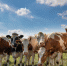 В Унечском районе работы в животноводческой отрасли ведутся планомерно - Унечская газета