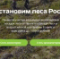 Волонтеры и экологисты Брянщины могут получить премию за помощь в восстановлении лесов - Унечская газета